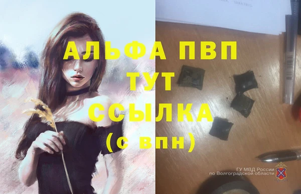 прущие грибы Заволжье